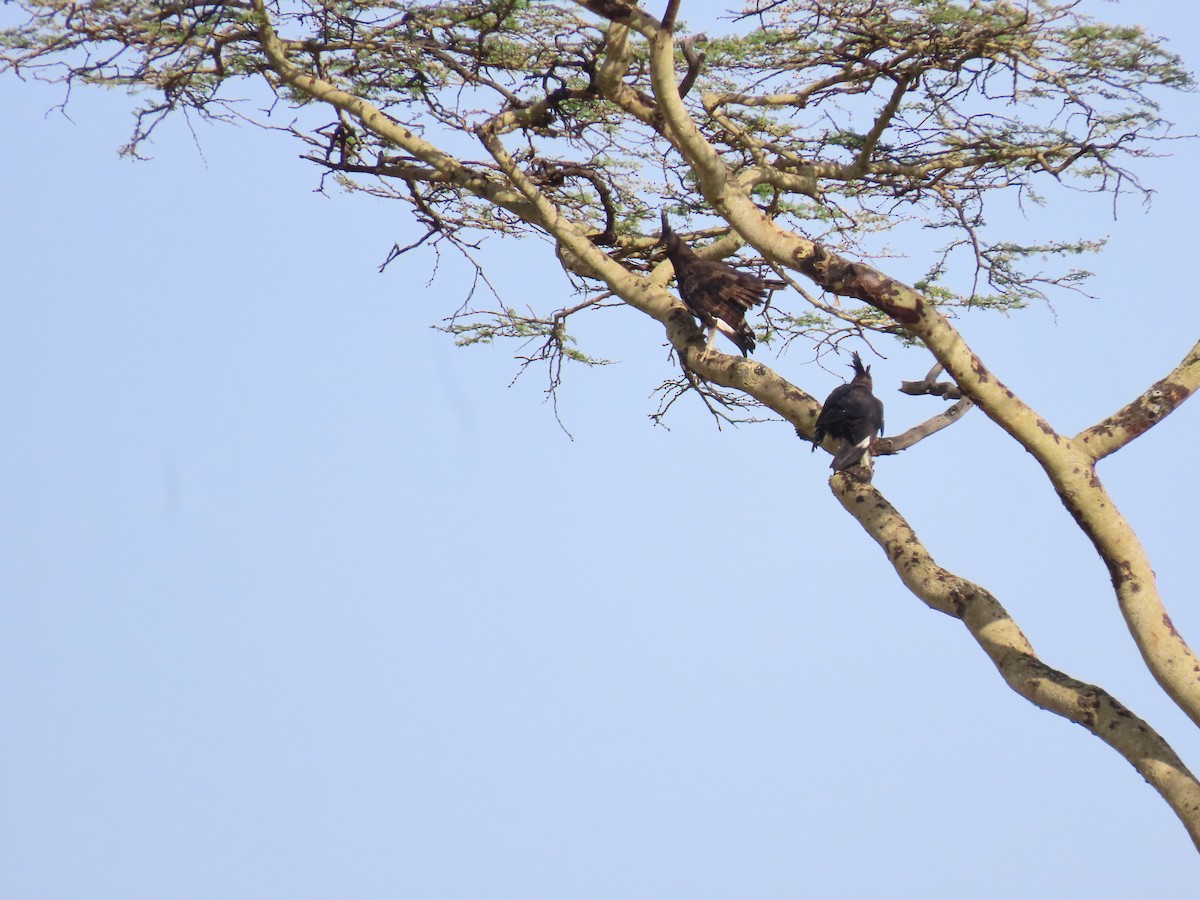 Long-crested Eagle - ML646016924