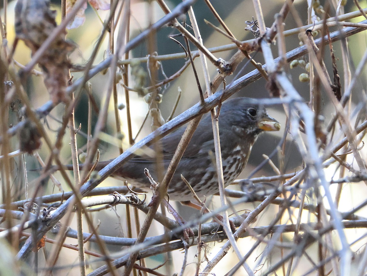 Fox Sparrow - ML646016925