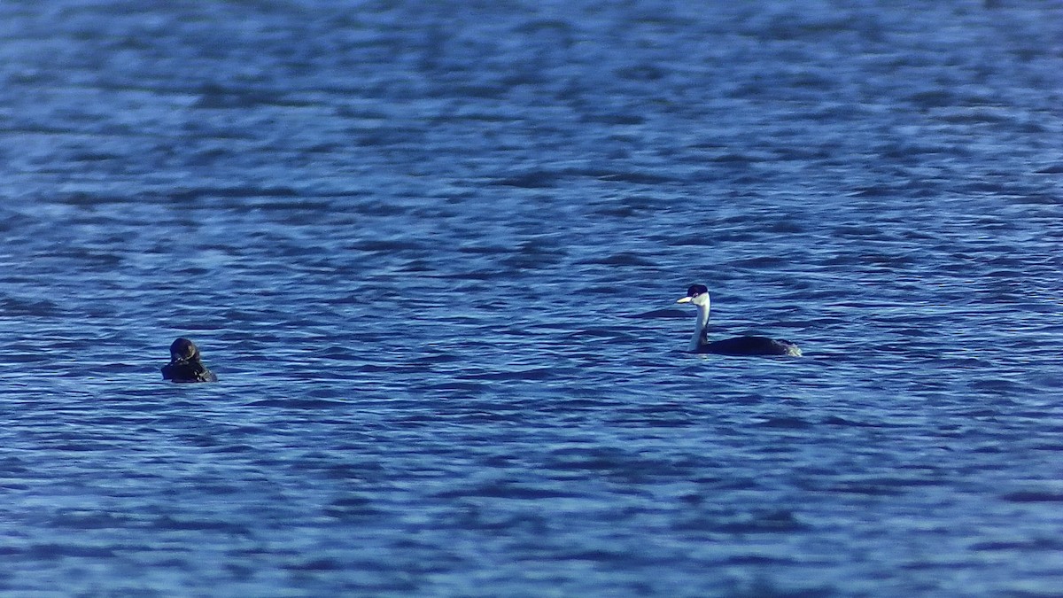 Western Grebe - ML646016926