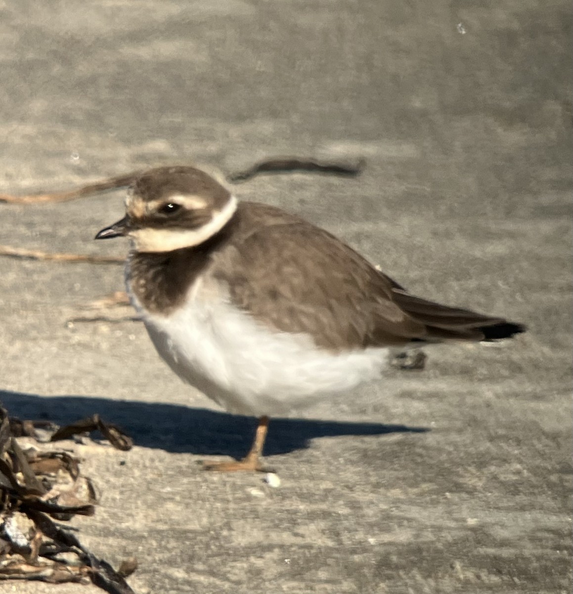 Common Ringed Plover - ML646016929