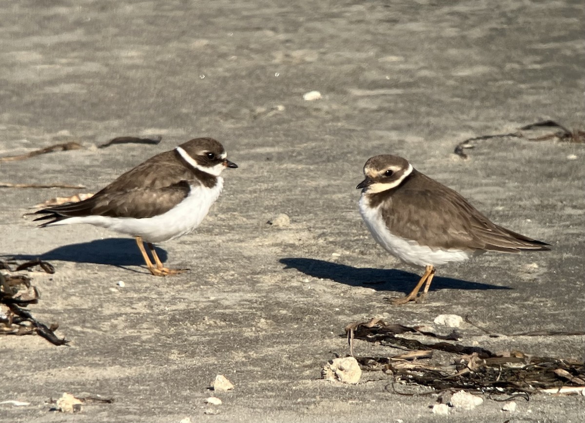 Common Ringed Plover - ML646016930