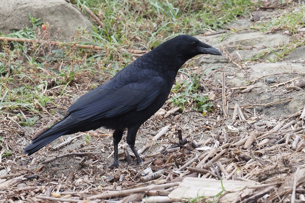 Carrion Crow - ML646016931
