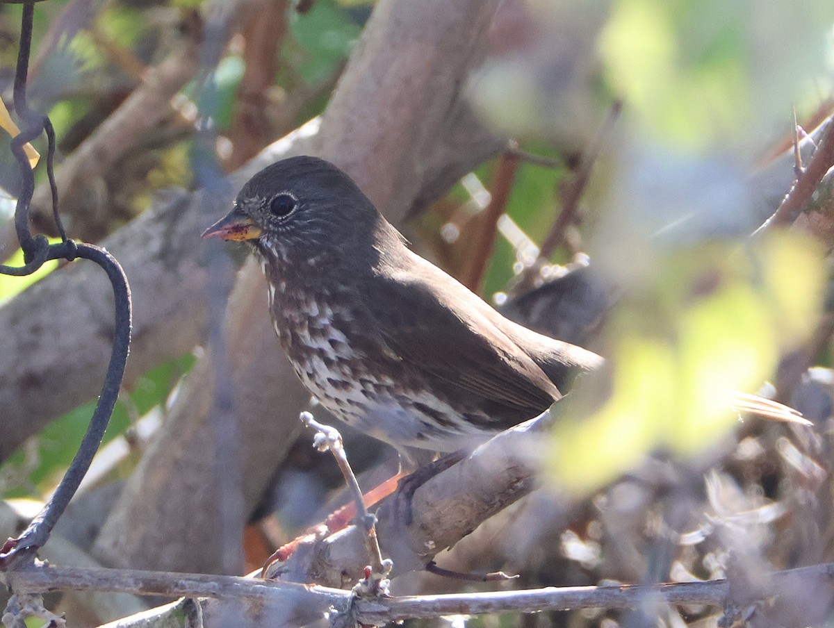 Fox Sparrow - ML646016932