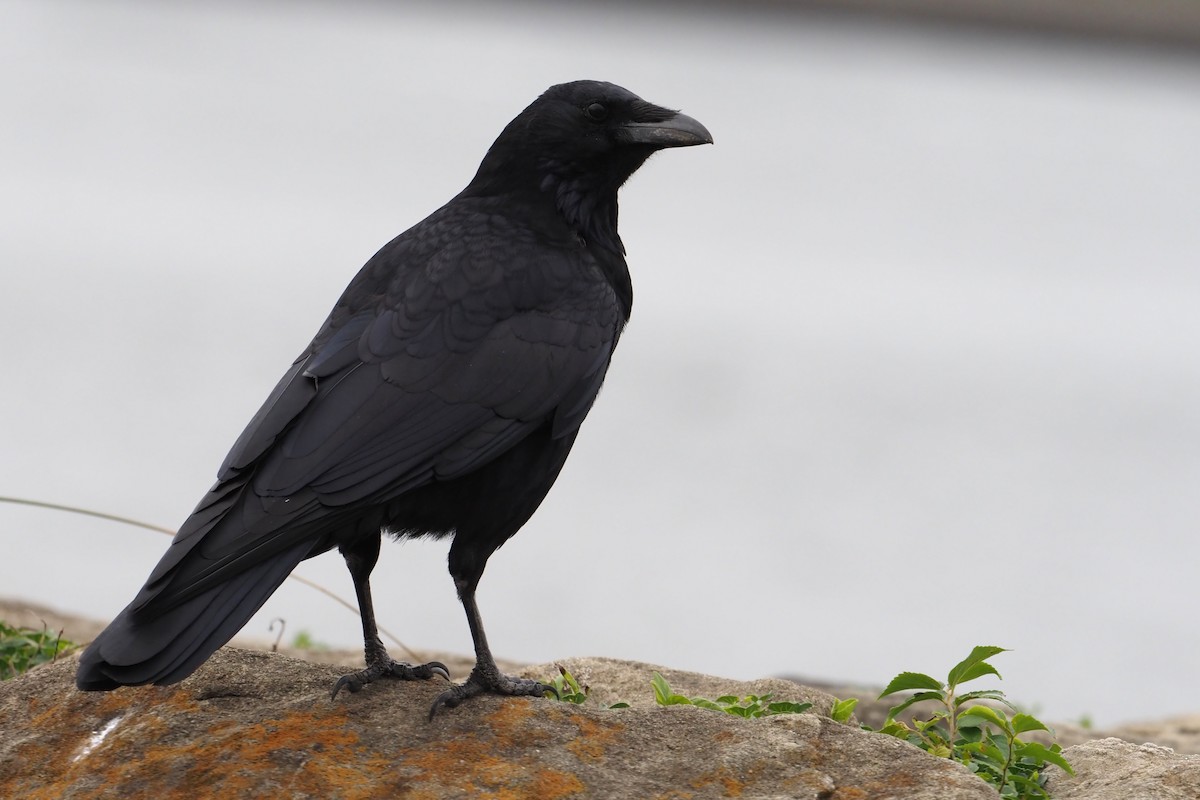 Carrion Crow - ML646016933