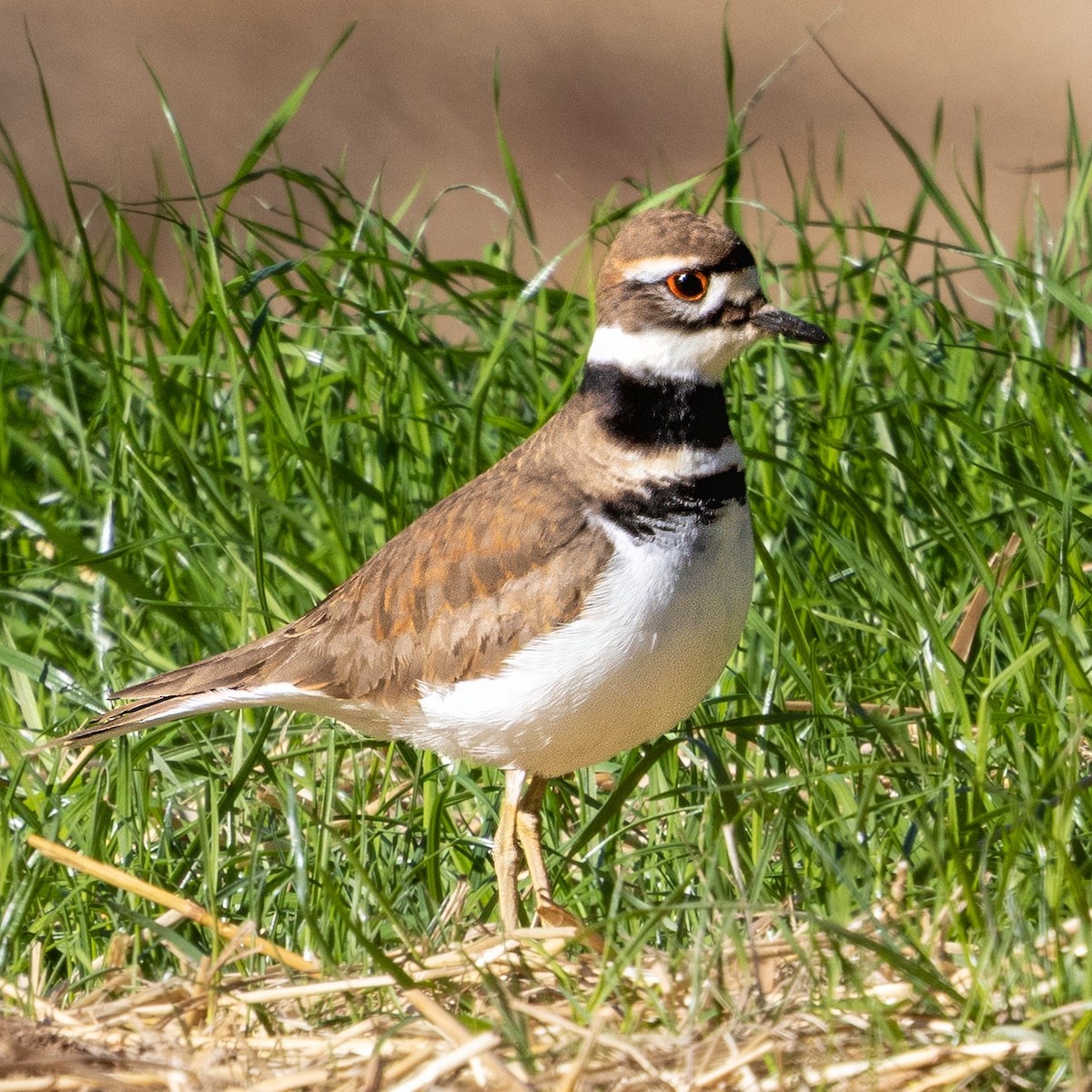 Killdeer - ML646016934