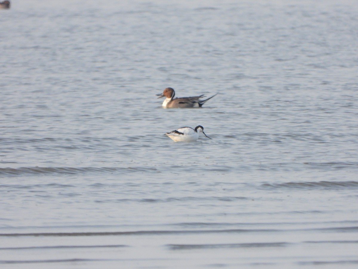 Pied Avocet - ML646016948