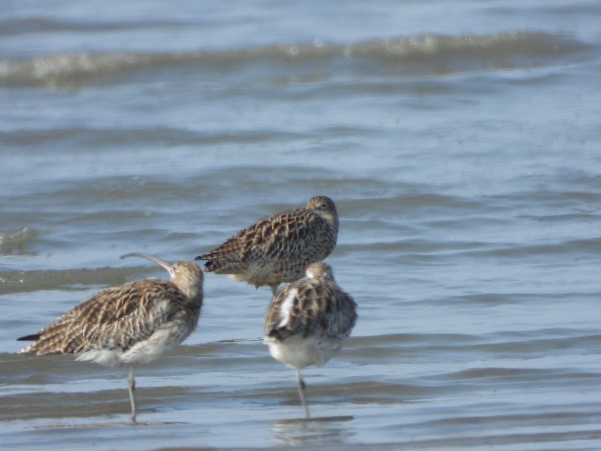 Far Eastern Curlew - ML646016953