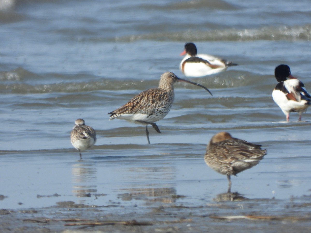Eurasian Curlew - ML646016954