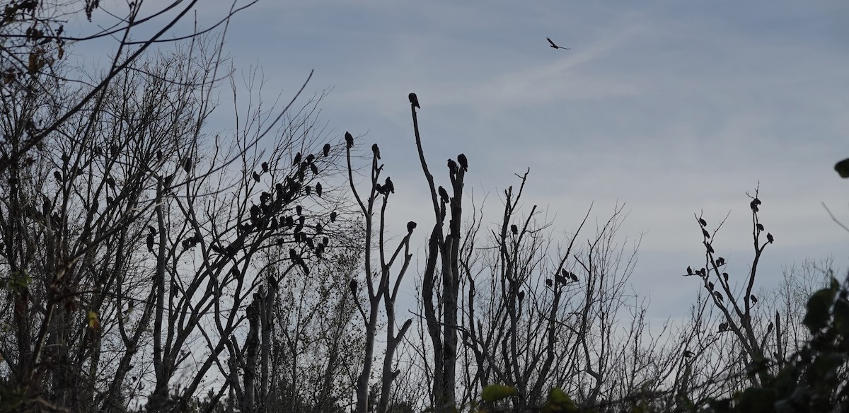 Turkey Vulture - ML646016960