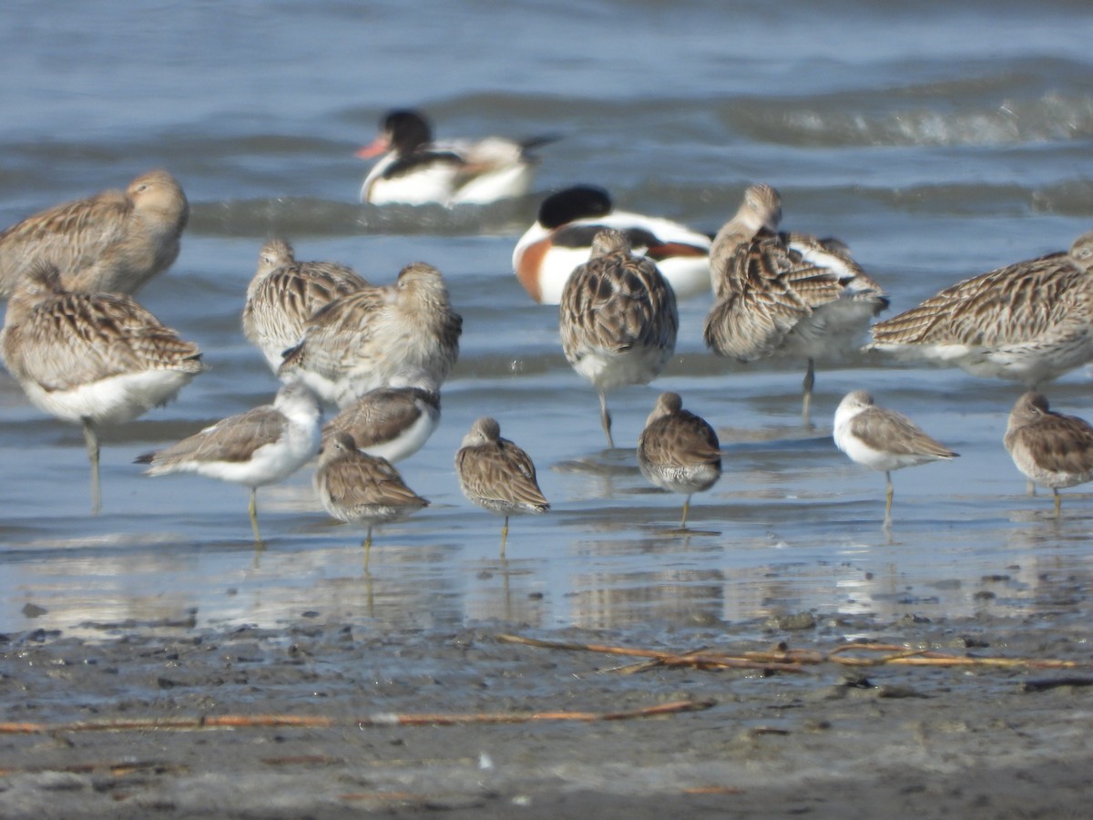 Long-billed Dowitcher - ML646016961