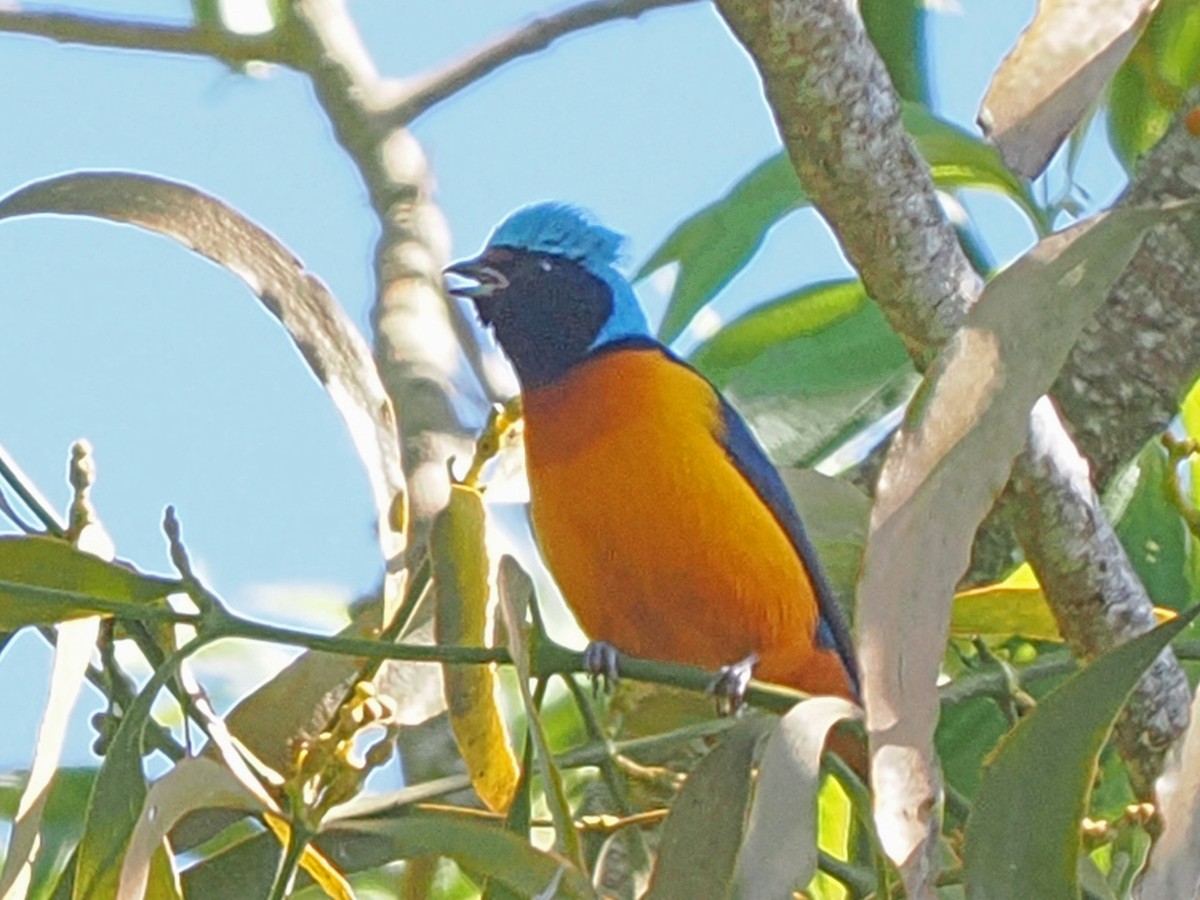 Elegant Euphonia - ML646016962