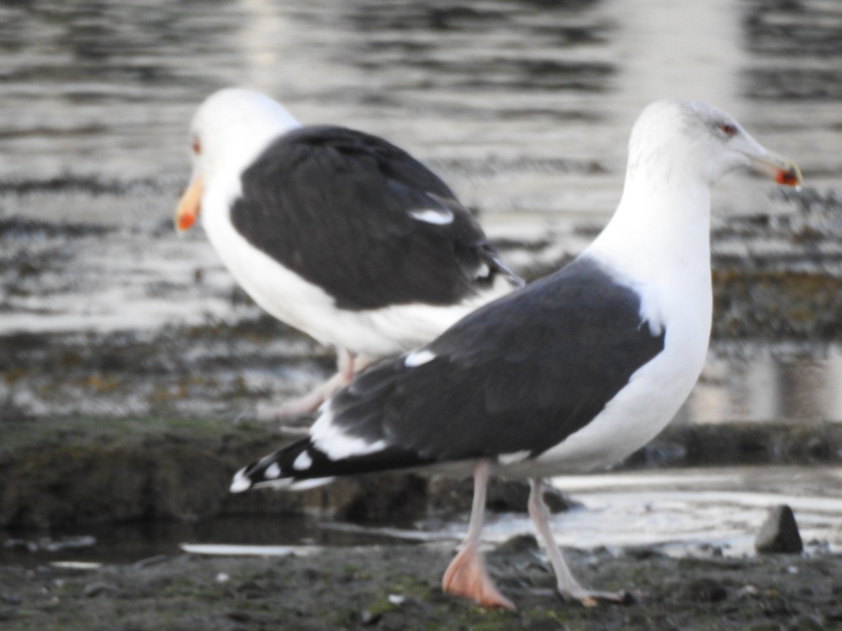 Great Black-backed Gull - ML646016965