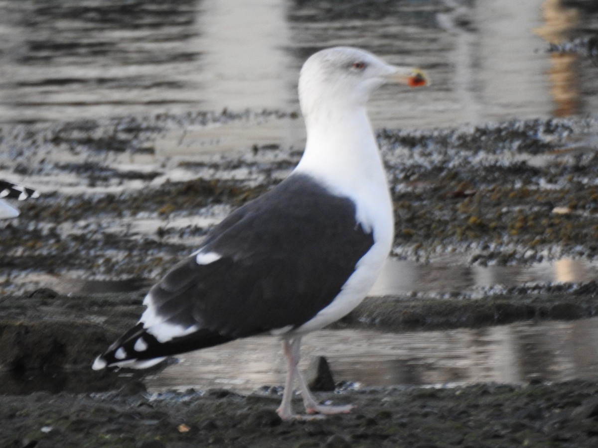Great Black-backed Gull - ML646016966