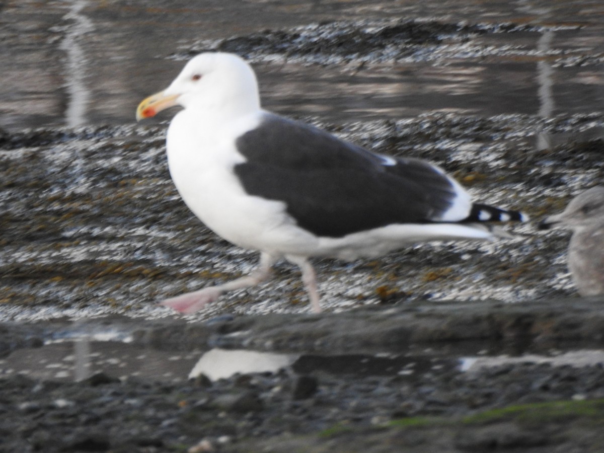 Great Black-backed Gull - ML646016967