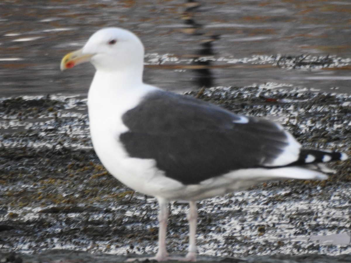 Great Black-backed Gull - ML646016968