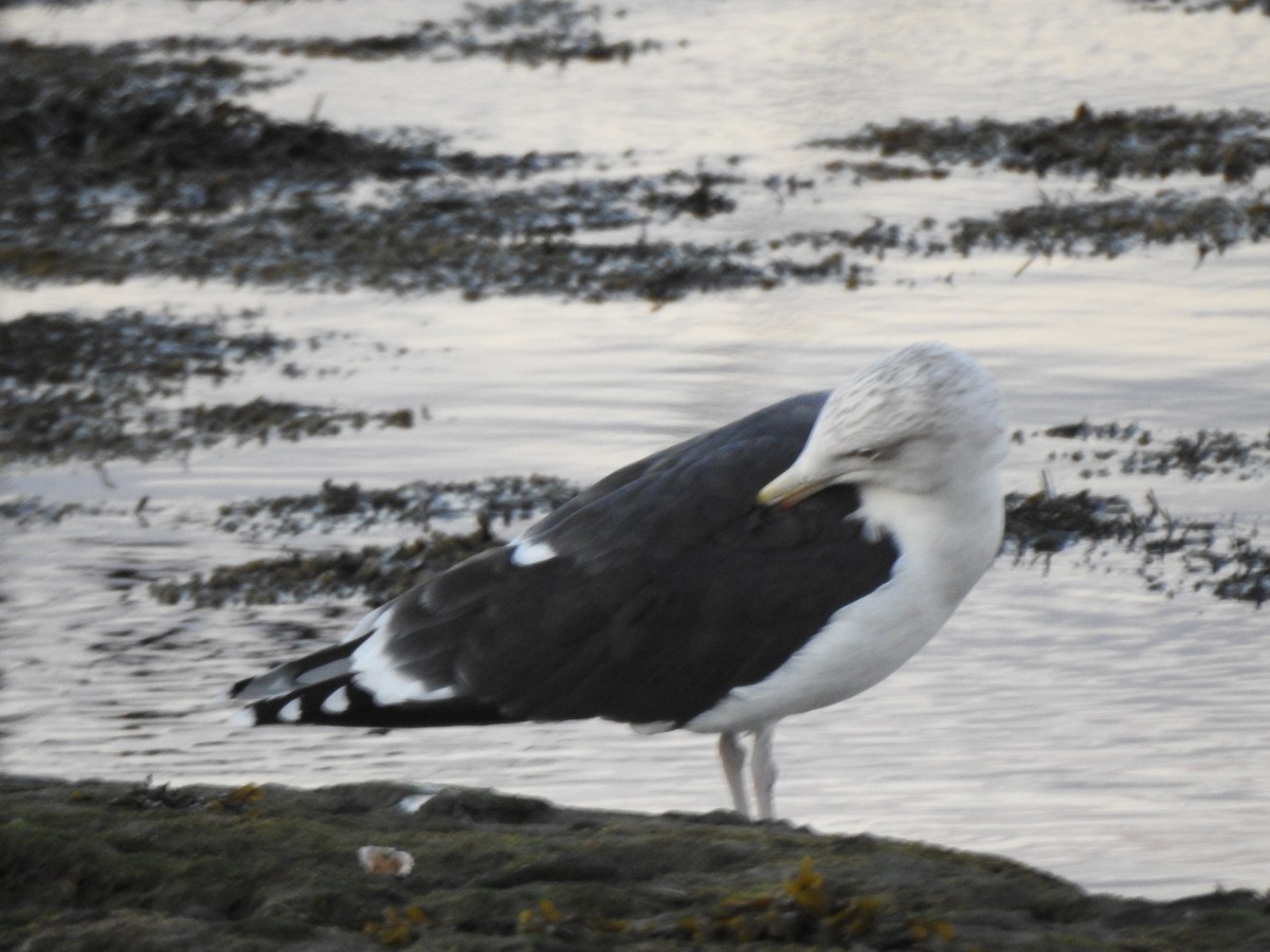 Great Black-backed Gull - ML646016969