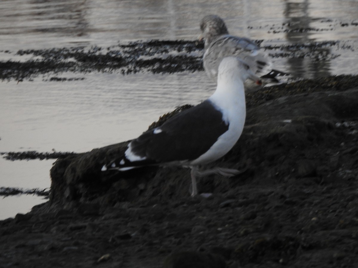 Great Black-backed Gull - ML646016970