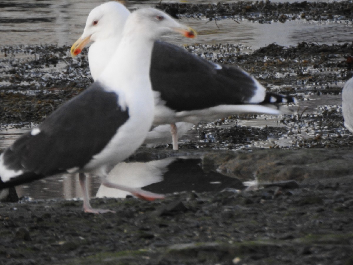 Great Black-backed Gull - ML646016971