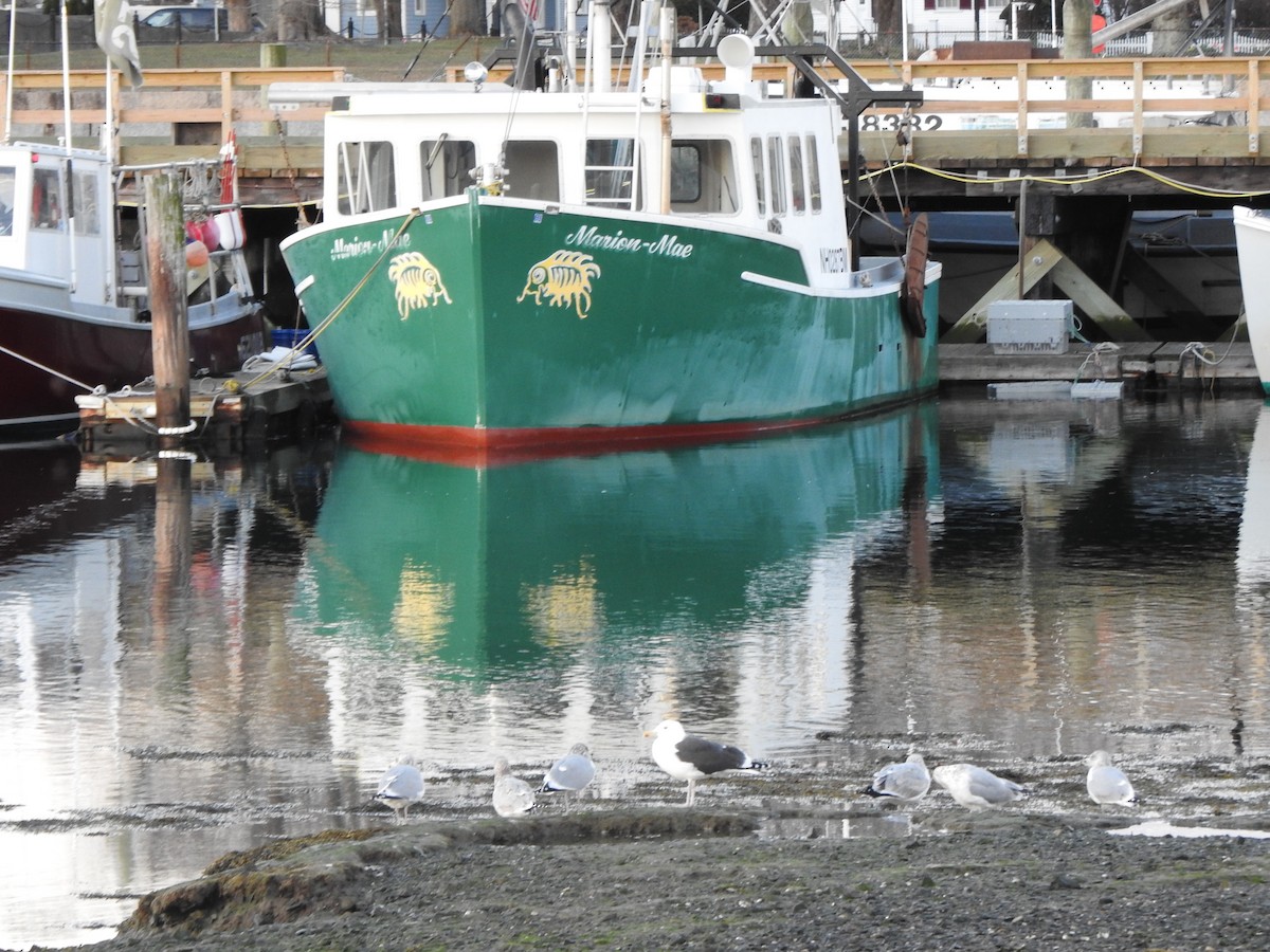 Great Black-backed Gull - ML646016972