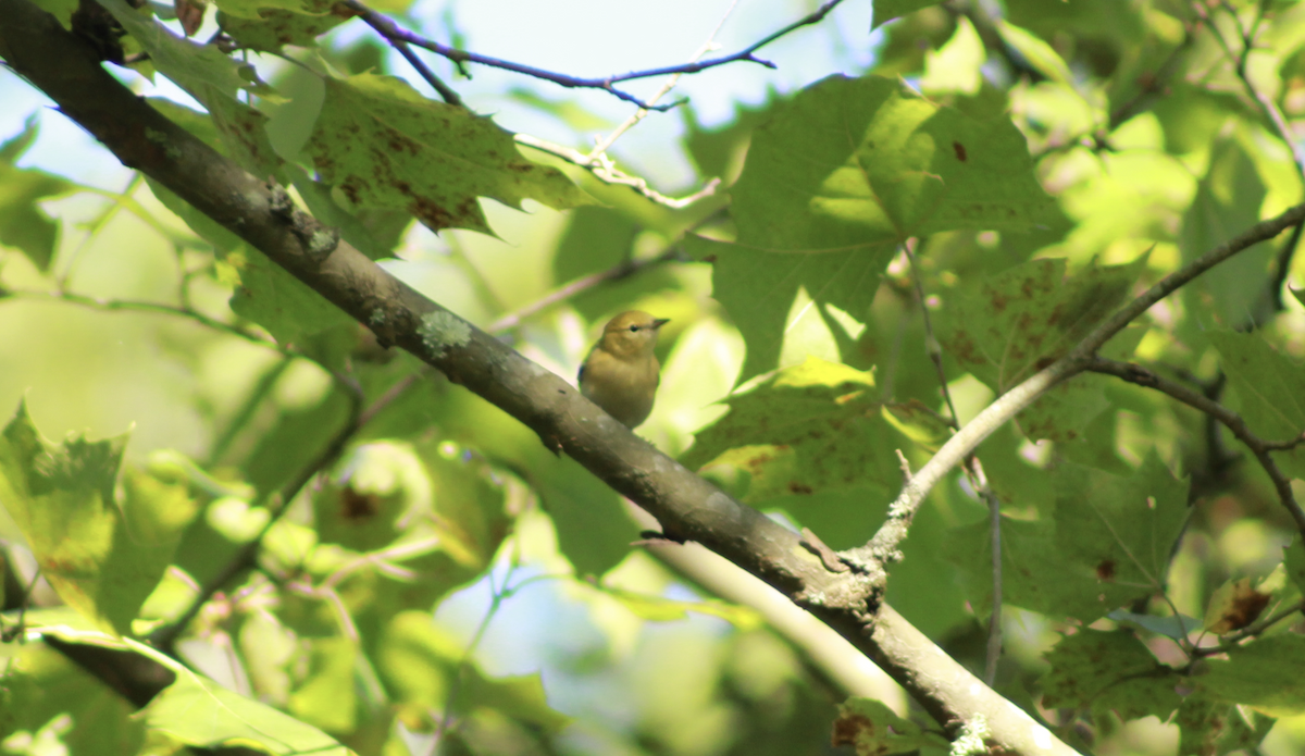 Bay-breasted Warbler - ML646016973