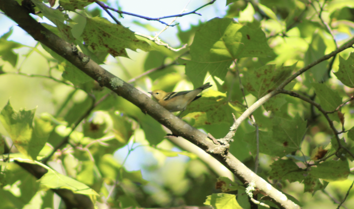 Bay-breasted Warbler - ML646016974