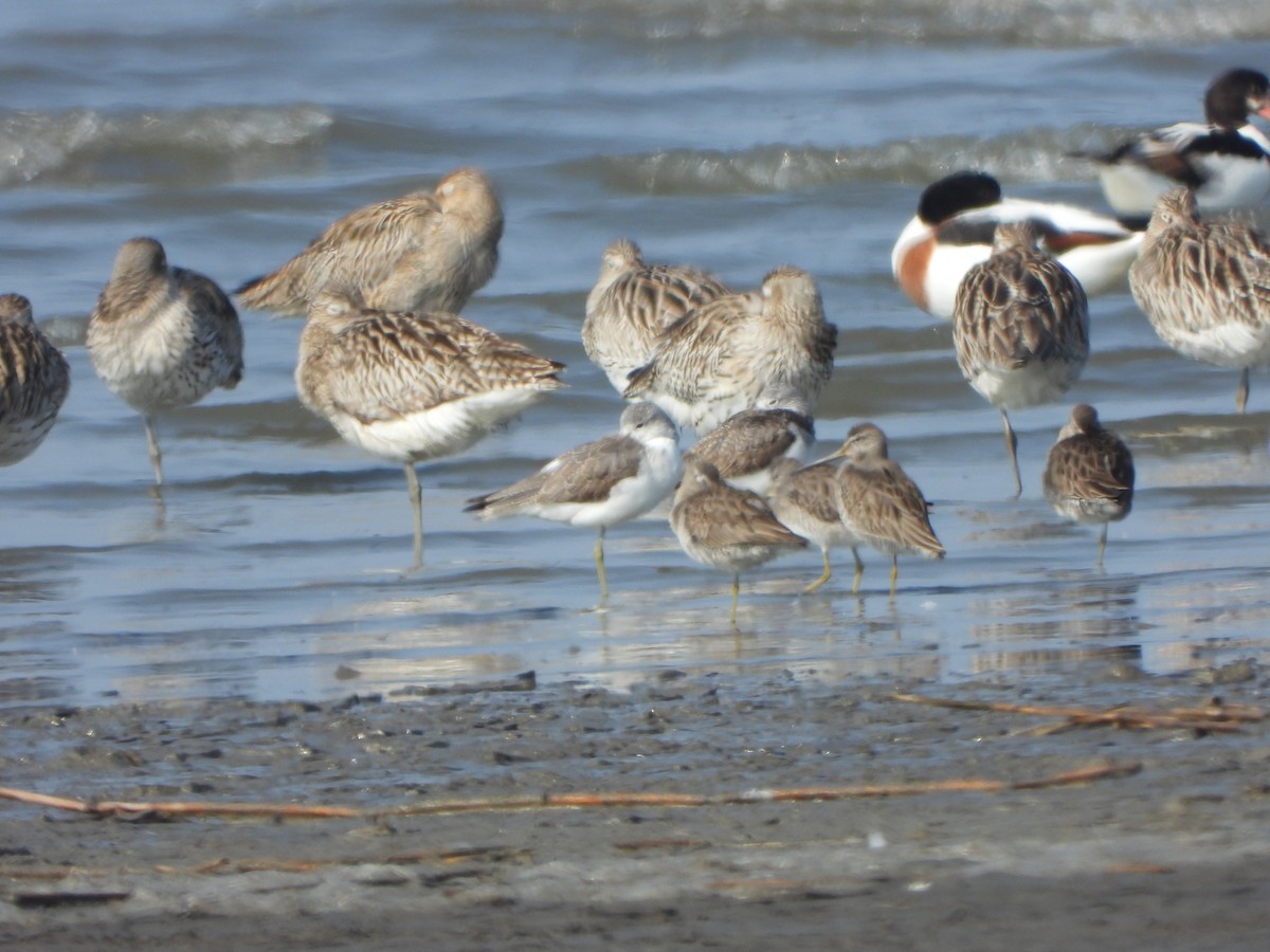 Common Greenshank - ML646016976