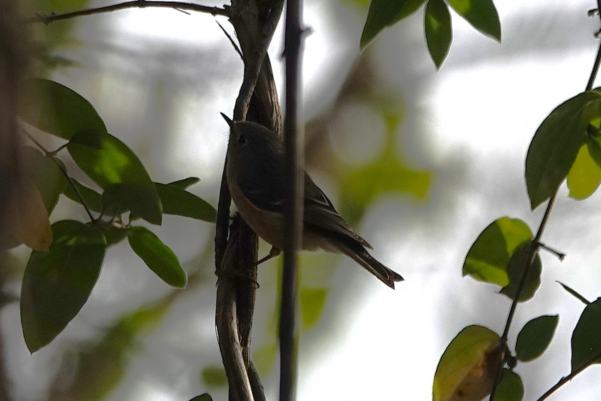Ruby-crowned Kinglet - ML646016979