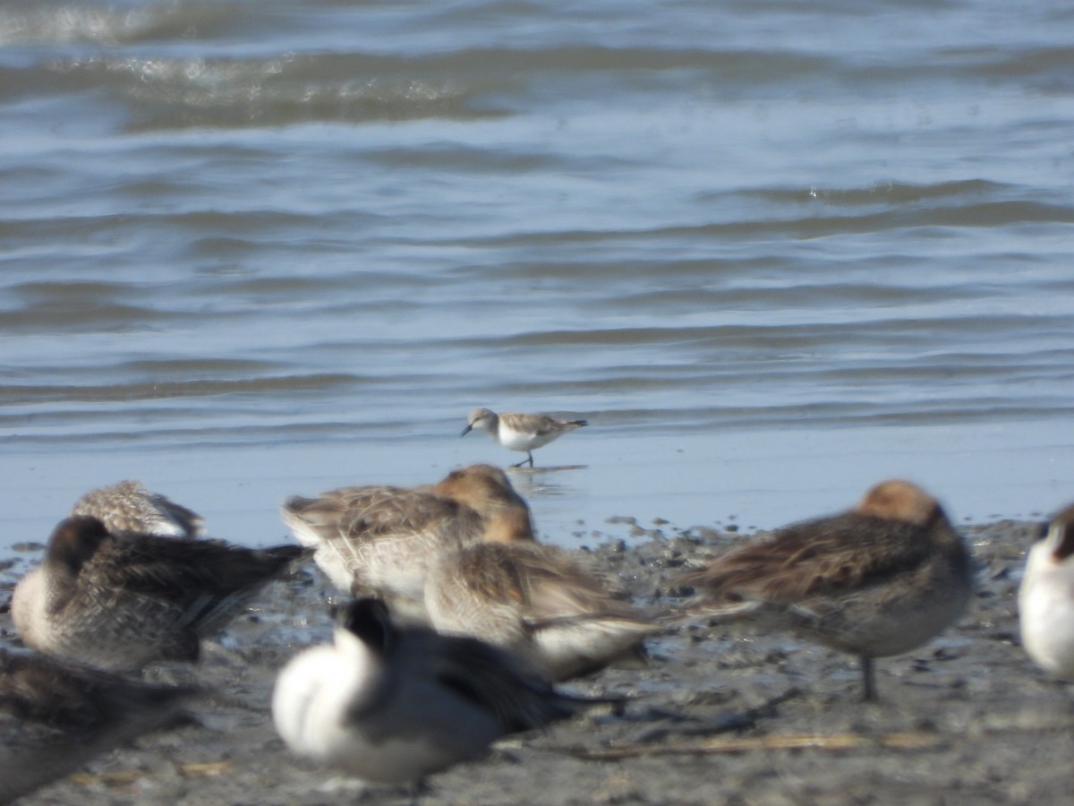 Red-necked Stint - ML646016980