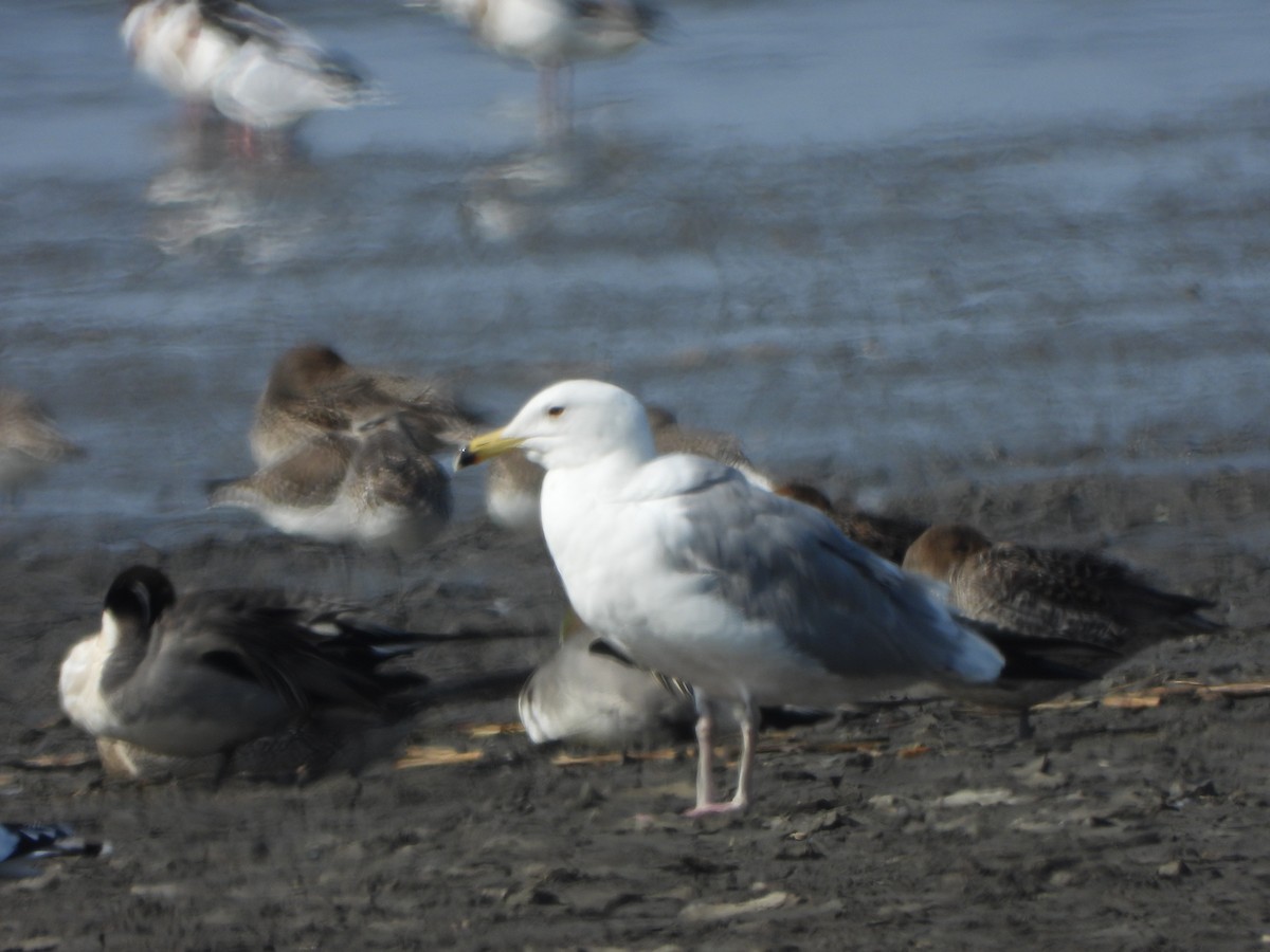Mongolian Gull - ML646016982