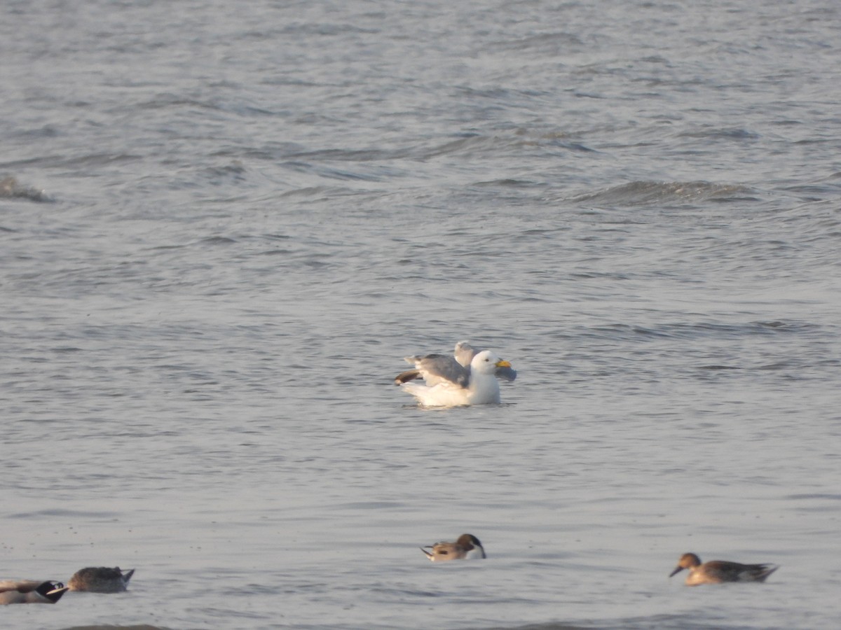 Mongolian Gull - ML646016983