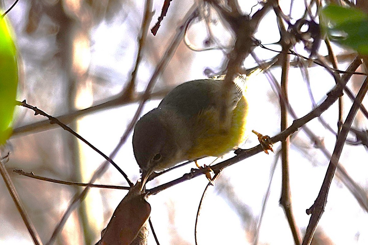 Orange-crowned Warbler - ML646016988
