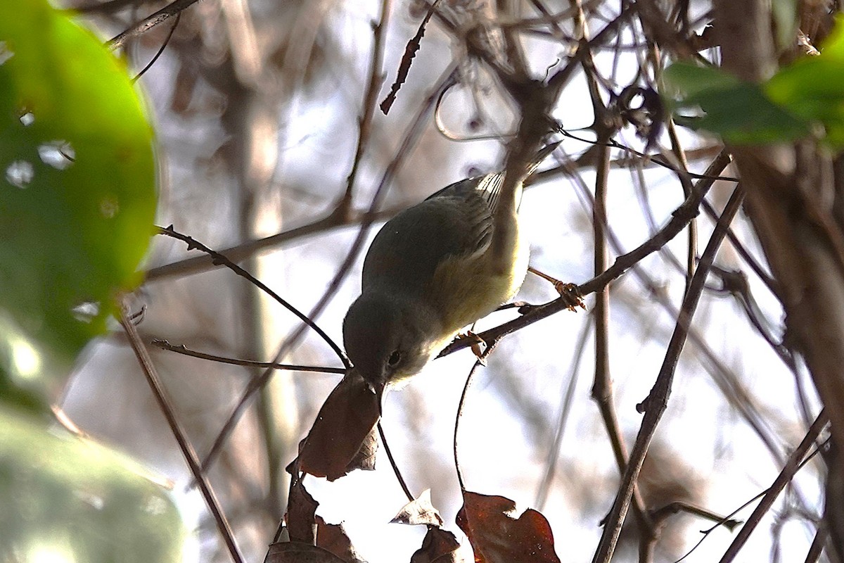 Orange-crowned Warbler - ML646016989