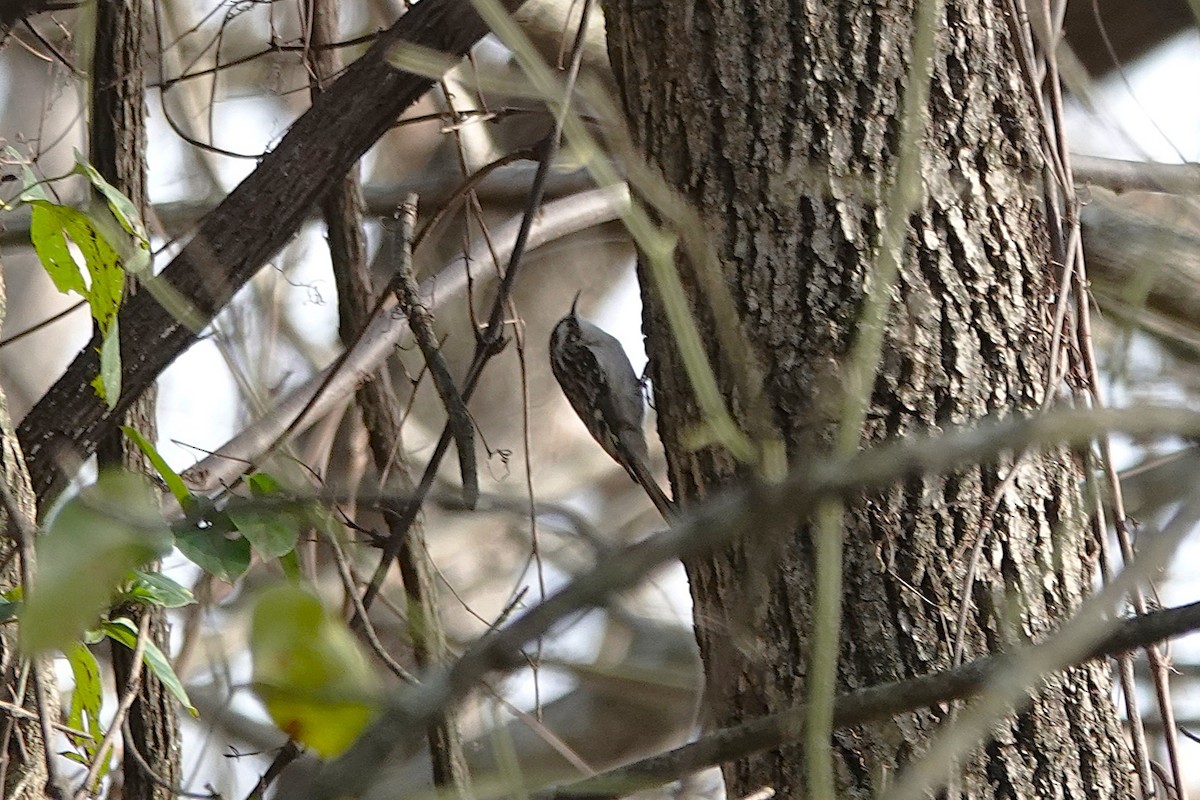 Brown Creeper - ML646016995
