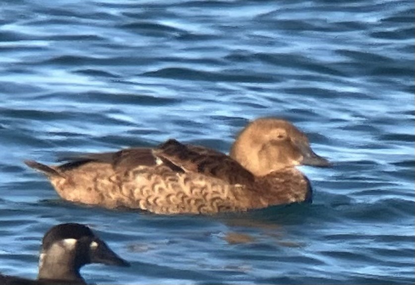 King Eider - ML646017000