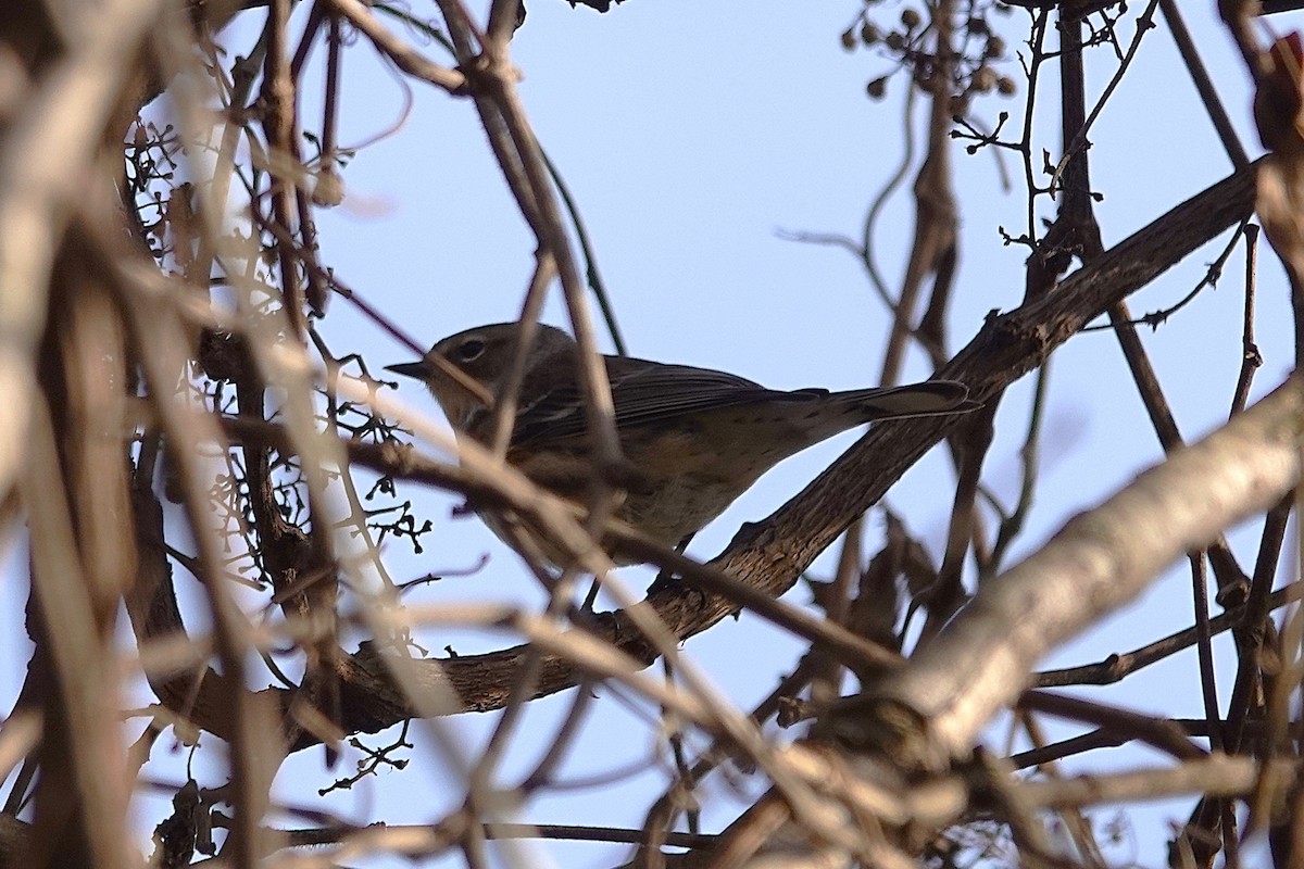 Yellow-rumped Warbler - ML646017008