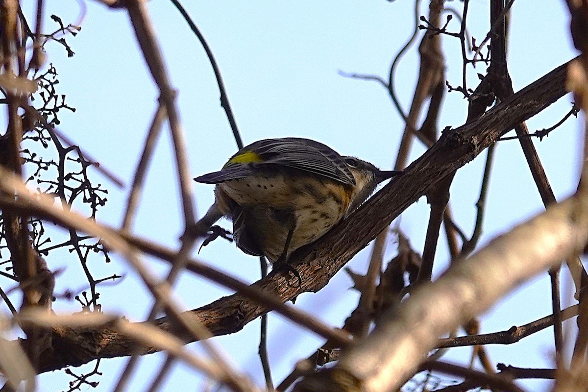 Yellow-rumped Warbler - ML646017009
