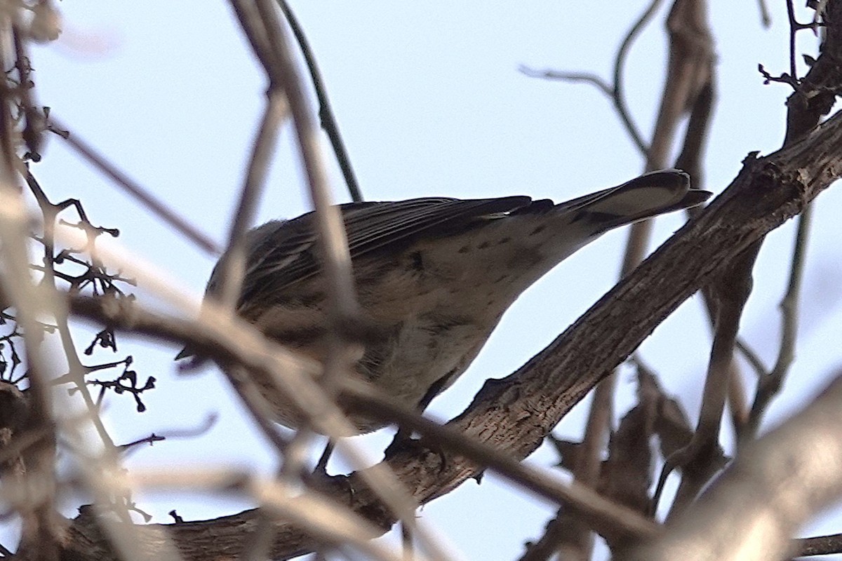Yellow-rumped Warbler - ML646017010