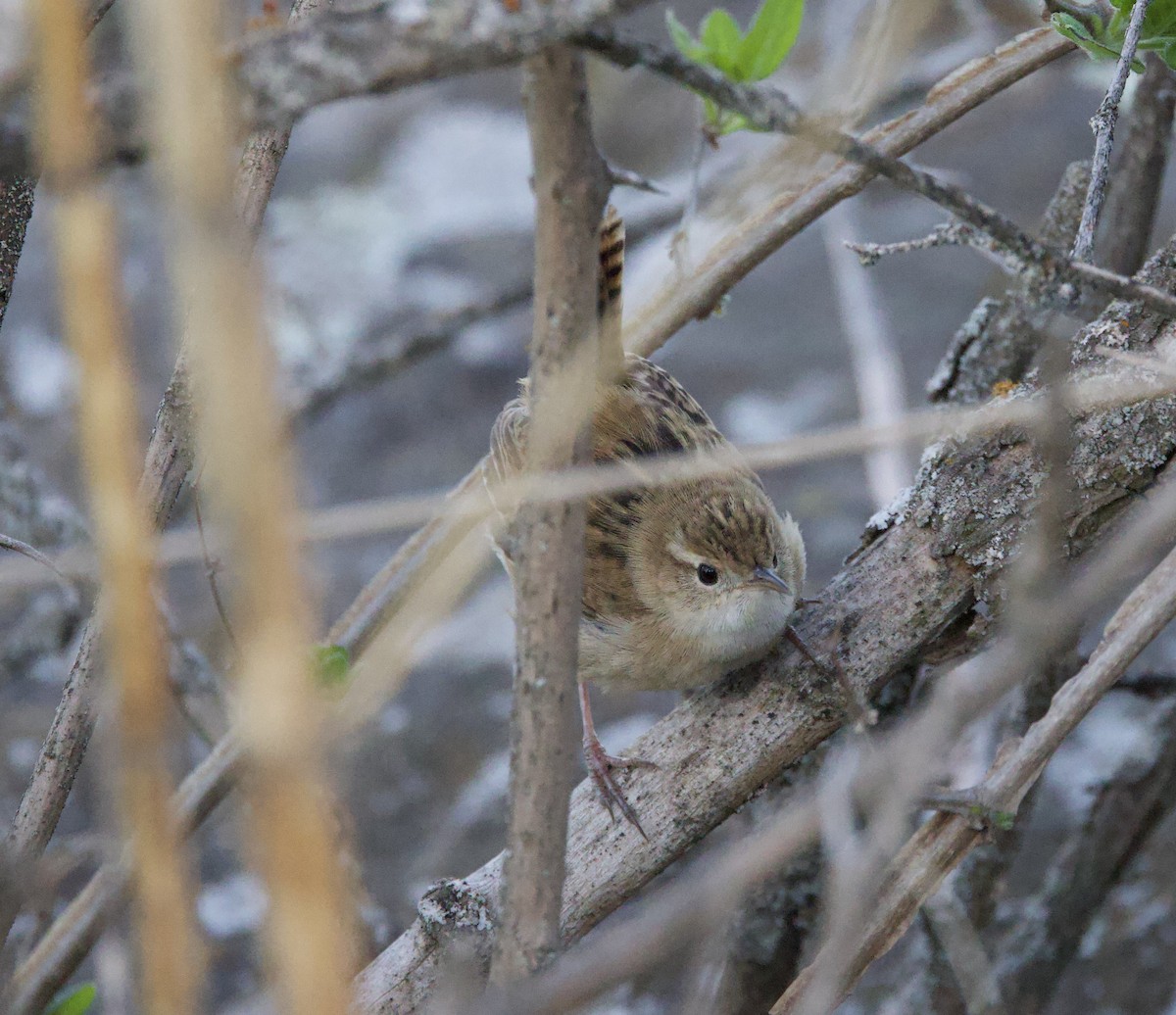 Pampazaunkönig - ML646017016