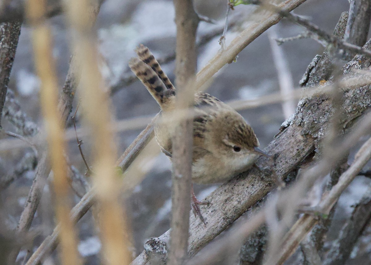 Pampazaunkönig - ML646017031