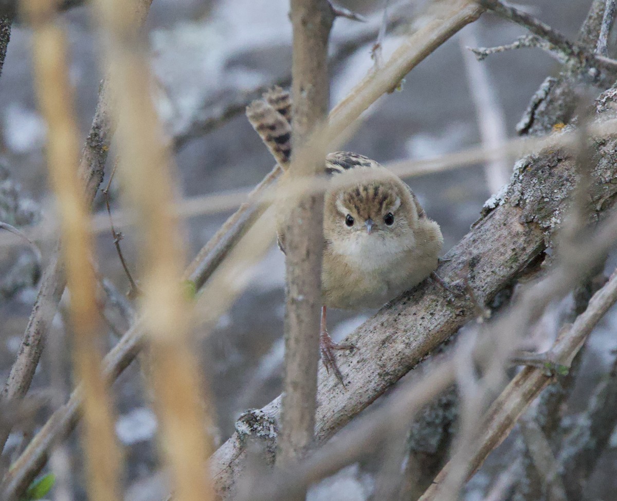 Pampazaunkönig - ML646017033