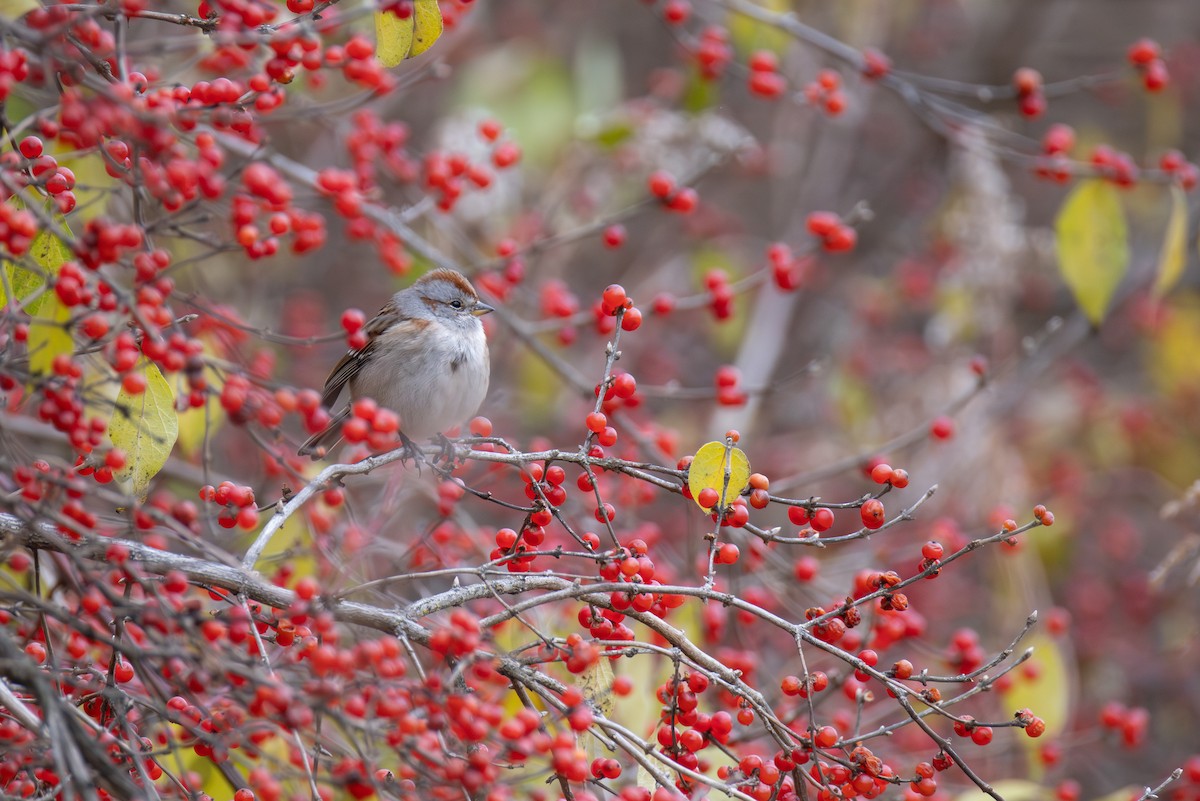 ムナフヒメドリ - ML646017036