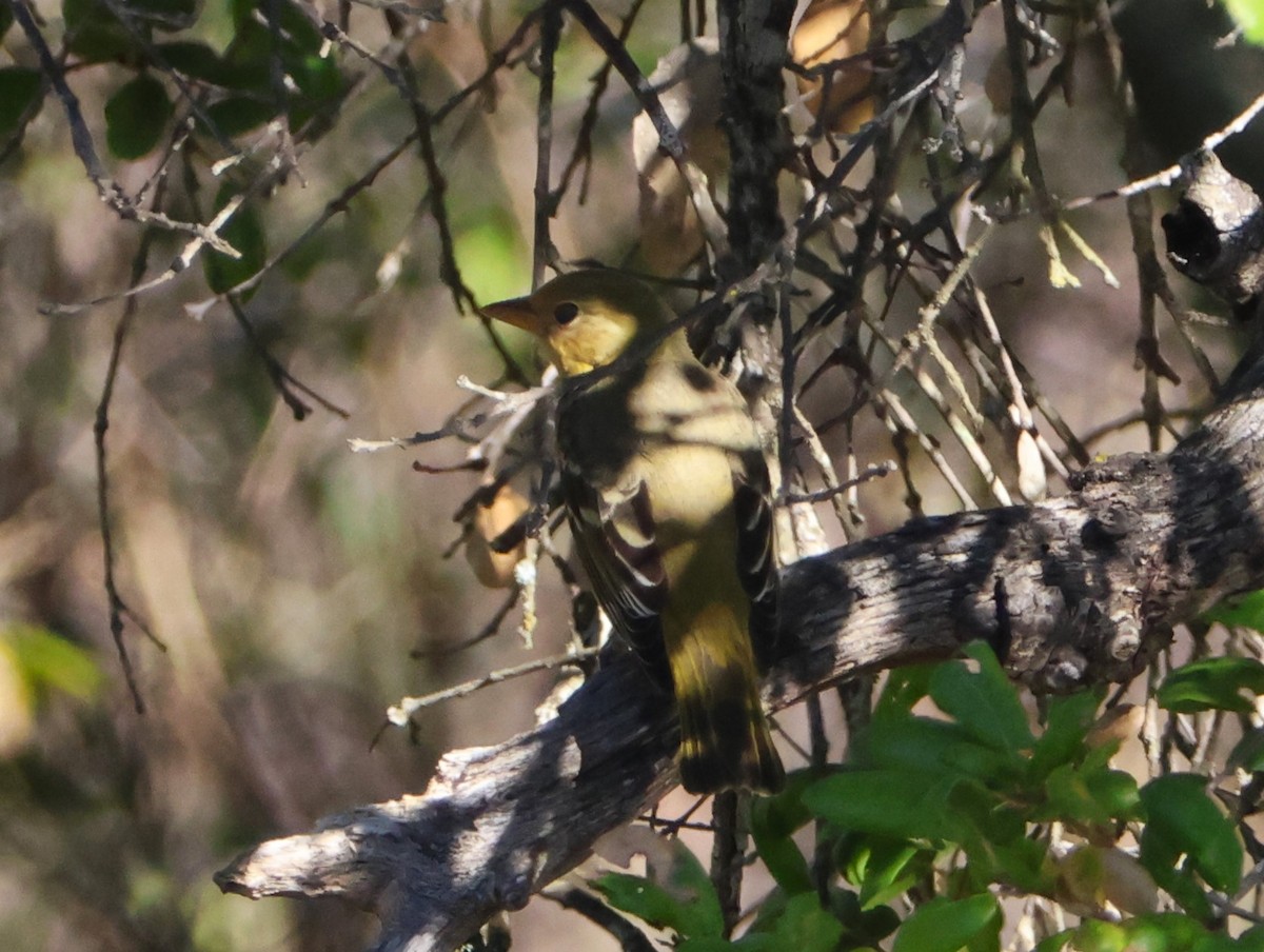 Western Tanager - ML646017044