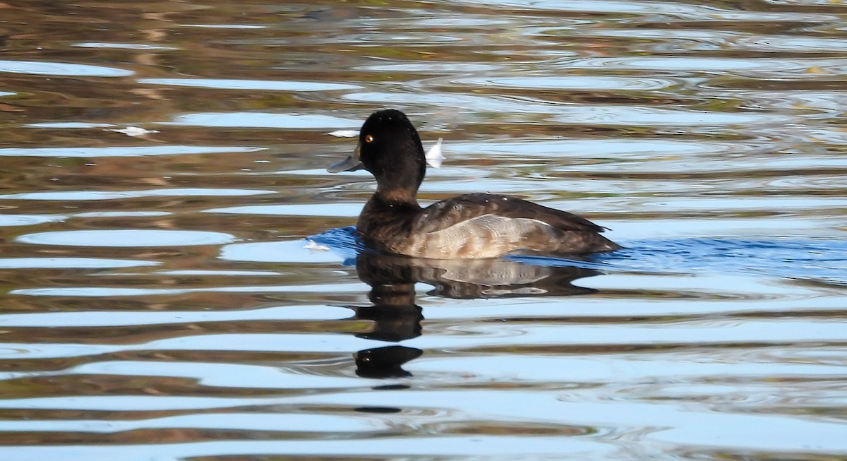 Lesser Scaup - ML646017046
