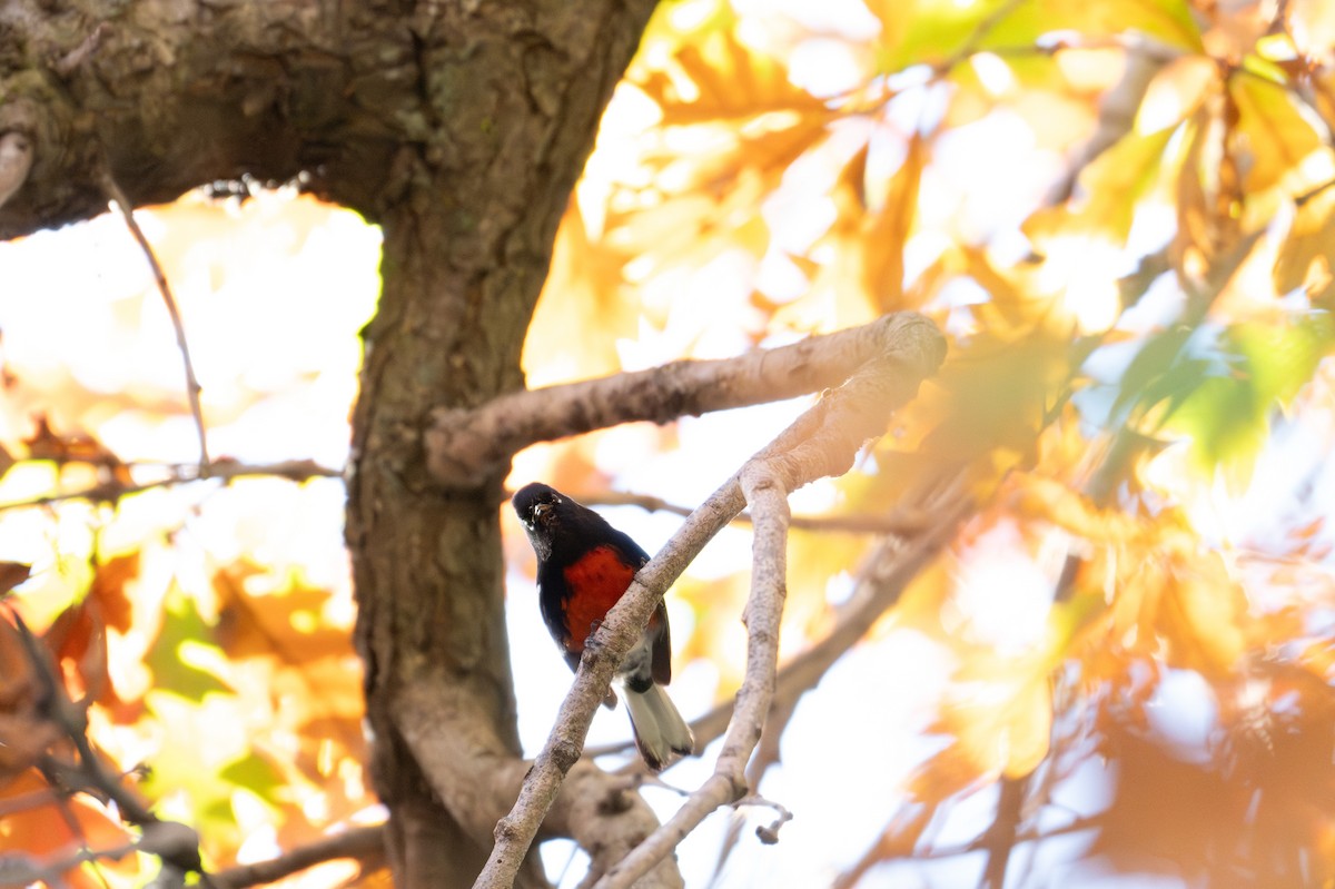 Painted Redstart - ML646017047