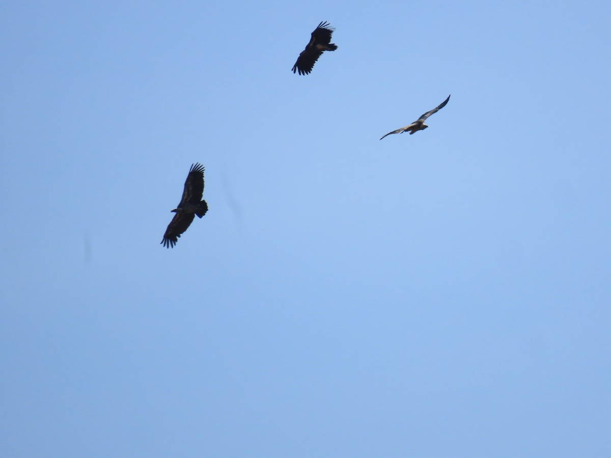 Ak Sırtlı Akbaba - ML646017053