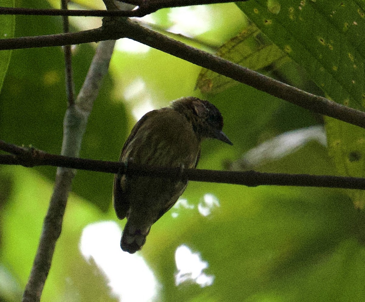 Olivaceous Piculet - ML646017058