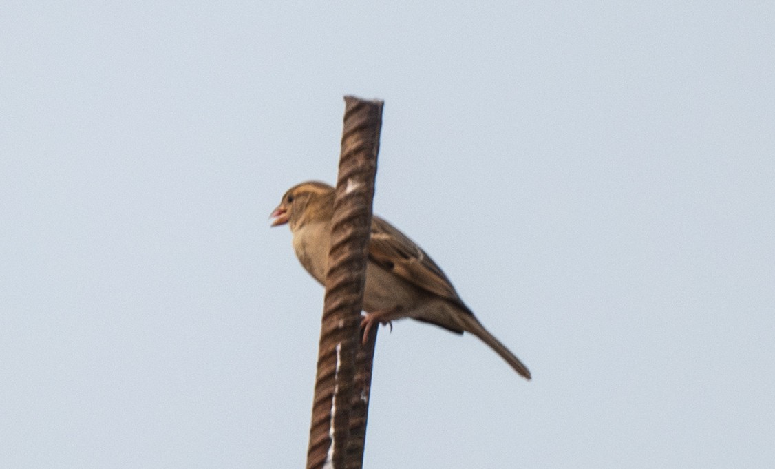 House Sparrow - ML646017059