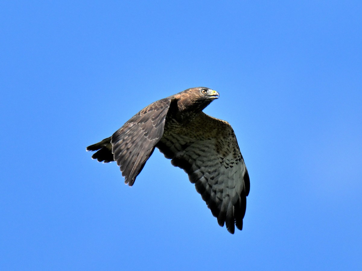 Broad-winged Hawk - ML646017064
