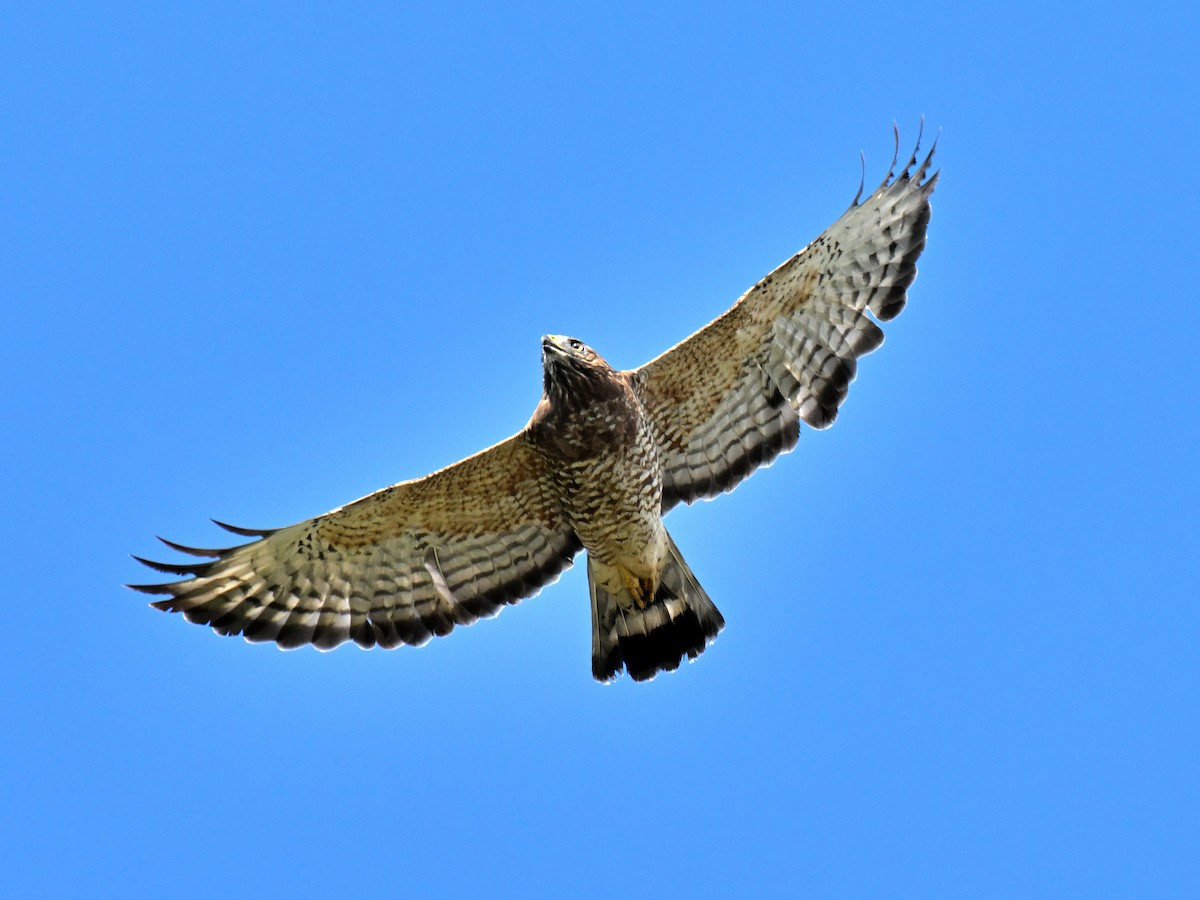 Broad-winged Hawk - ML646017065