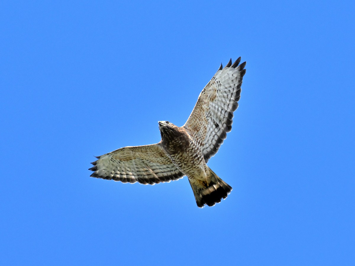 Broad-winged Hawk - ML646017066